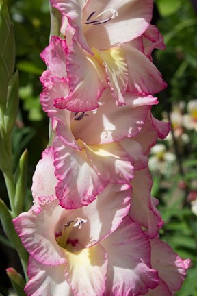 Framed Pink Blooms Print