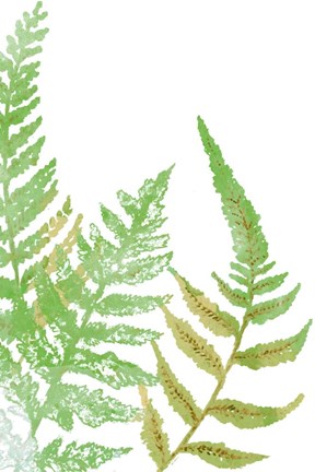 Framed Tossed Ferns I Print