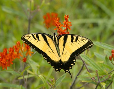 Framed Black Yellow Butterfly I Print