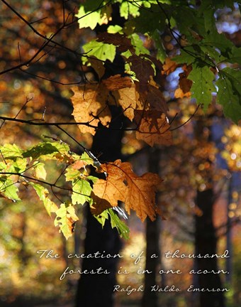 Framed Thousand Forests Print