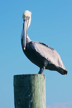 Framed Pelican Perched II Print