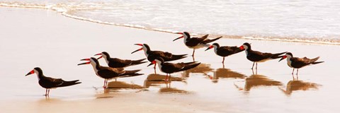 Framed Black Skimmers II Print