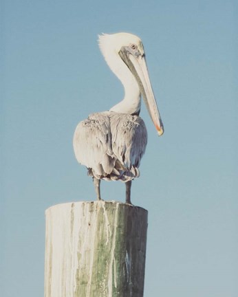 Framed Pelican Post Muted I Print