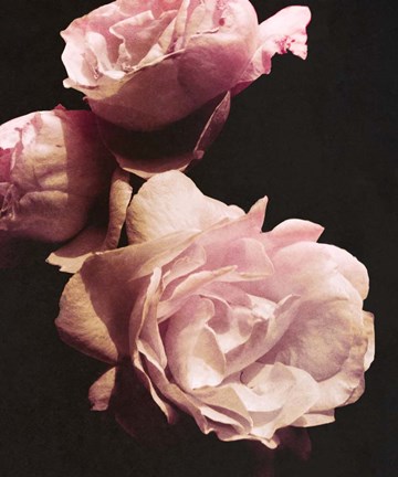 Framed Solitary Bouquet II Print