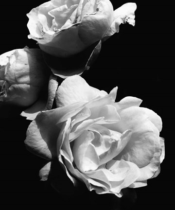 Framed Dramatic Love Blooms II Print