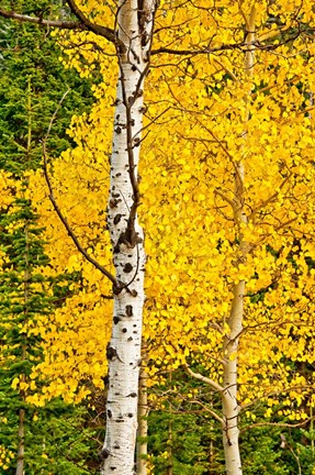 Framed Sunny Blooms Print