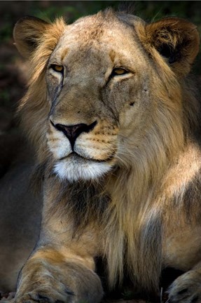 Framed Cape Lion Print