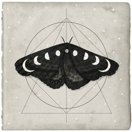 Framed Midnight Moth I Print