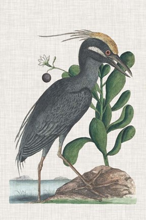 Framed Catesby Heron I Print
