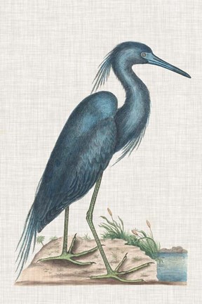 Framed Catesby Heron II Print
