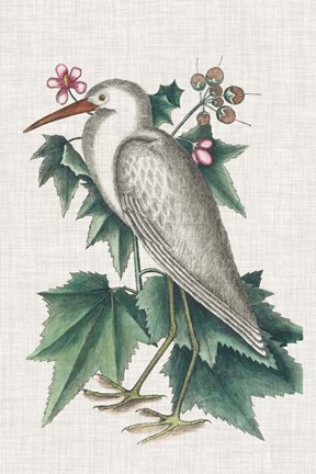Framed Catesby Heron III Print