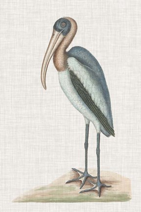 Framed Catesby Heron IV Print