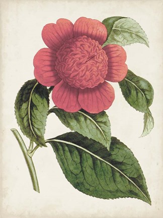 Framed Carnelian Blooms II Print