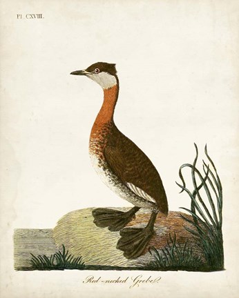 Framed Red-Necked Grebe Print