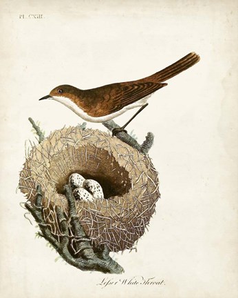 Framed Lesser White-Throat and Nest Print