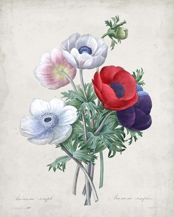 Framed Bouquet II Print