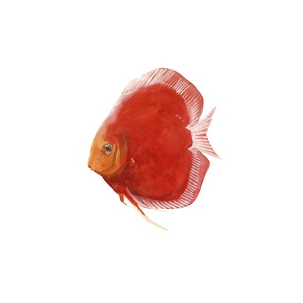 Framed Discus Fish V Print