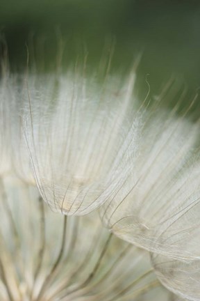 Framed Macro Dandilion I Print