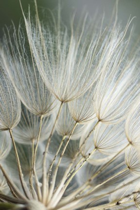 Framed Macro Dandilion II Print