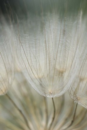 Framed Macro Dandilion III Print
