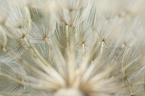 Framed Macro Dandilion IV Print