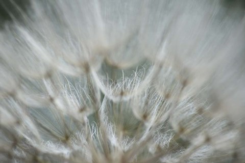 Framed Macro Dandilion V Print