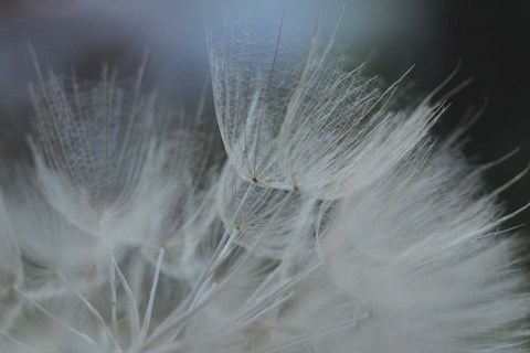 Framed Macro Dandilion VII Print