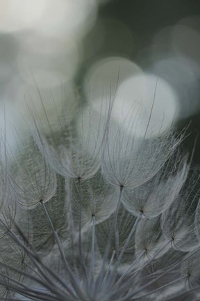 Framed Macro Dandilion IX Print