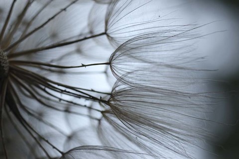 Framed Macro Dandilion X Print