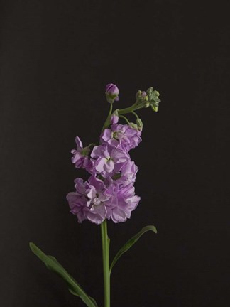 Framed Dark &amp; Dreamy I Print