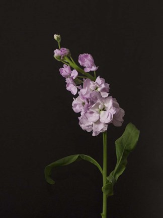 Framed Dark &amp; Dreamy II Print