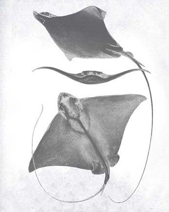 Framed Grey-Scale Stingrays III Print