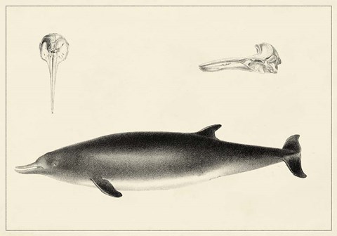 Framed Antique Dolphin Study I Print