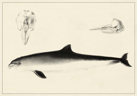 Framed Antique Dolphin Study II Print