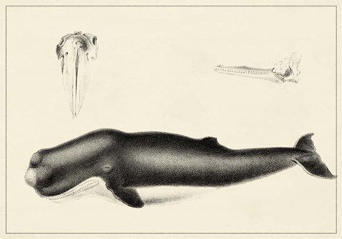 Framed Antique Whale Study II Print