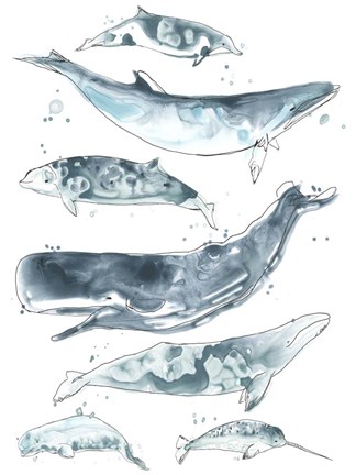 Framed Cetacea II Print
