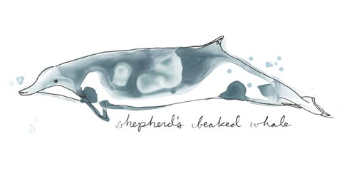 Framed Cetacea Shepherd&#39;s Beak Whale Print