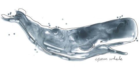 Framed Cetacea Sperm Whale Print