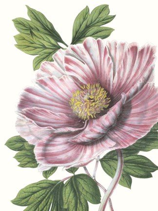 Framed Floral Beauty VI Print