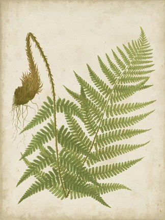 Framed Fern Trio I Print