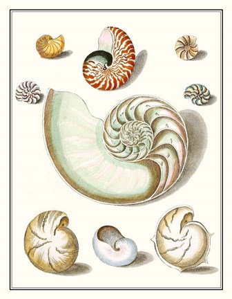 Framed Collected Shells II Print