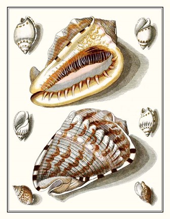 Framed Collected Shells IV Print