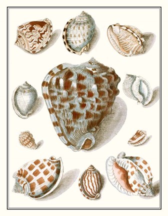 Framed Collected Shells VIII Print