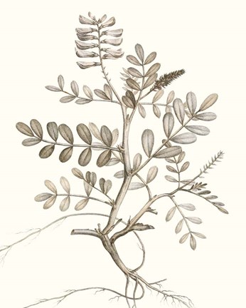 Framed Neutral Botanical Study VI Print