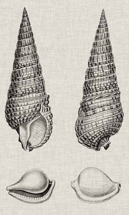 Framed Charcoal &amp; Linen Shells I Print