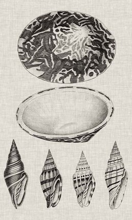Framed Charcoal &amp; Linen Shells III Print