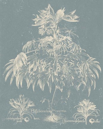 Framed Delicate Besler Botanical I Print