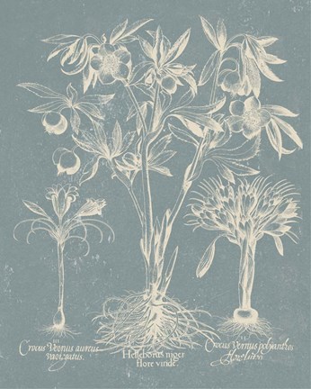Framed Delicate Besler Botanical II Print
