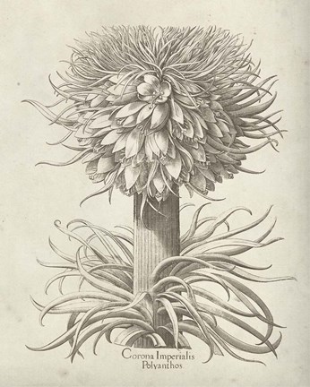 Framed Fresco Crown Imperial I Print