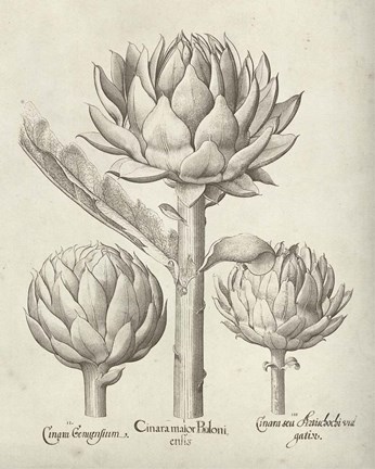 Framed Fresco Artichoke II Print